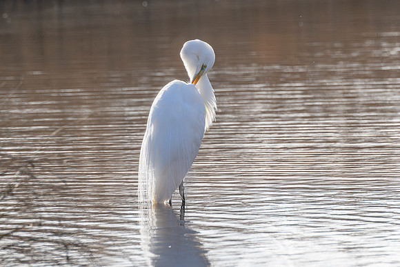 Great Egret