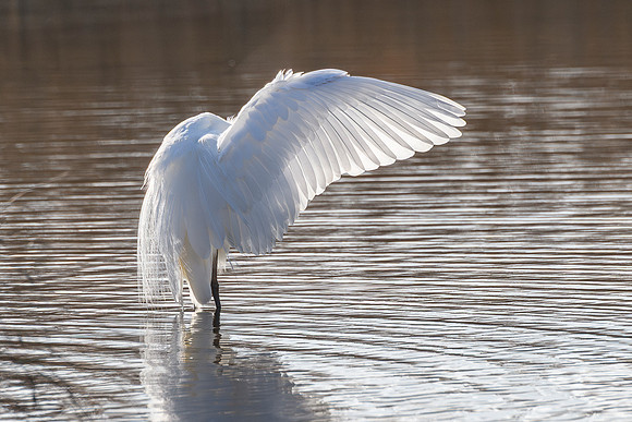 Great Egret