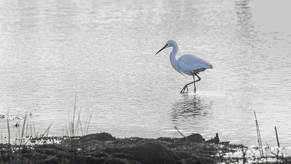 Little Egret