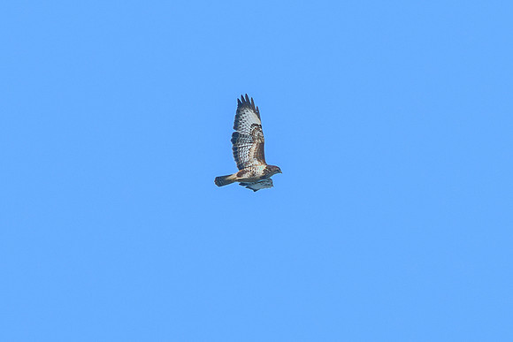 Buzzard