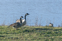 Canada Geese