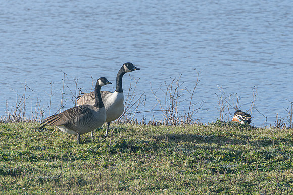 Canada Geese