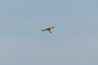 Kestrel