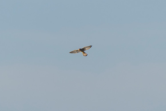 Kestrel