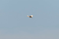 Kestrel