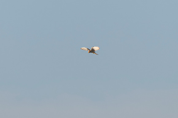 Kestrel