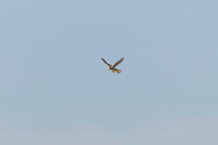 Kestrel