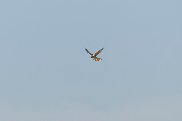 Kestrel