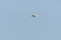 Kestrel