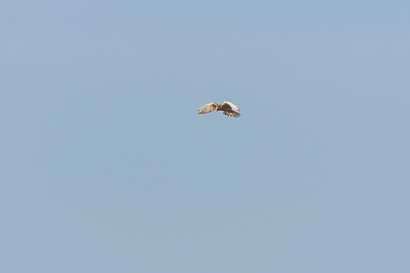 Kestrel