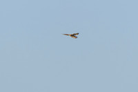 Kestrel