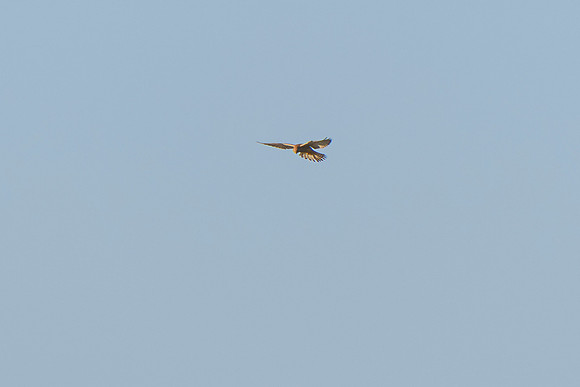 Kestrel