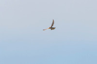 Kestrel