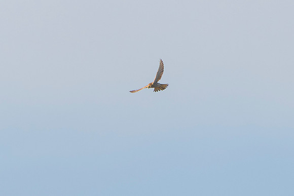 Kestrel