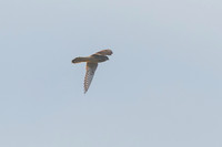 Kestrel
