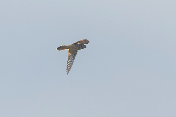Kestrel