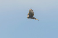 Kestrel