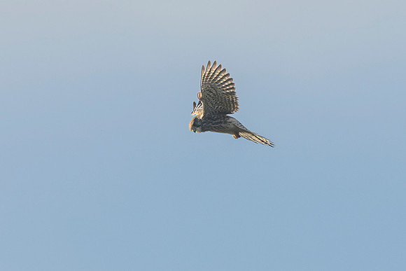 Kestrel