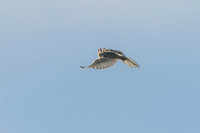 Kestrel