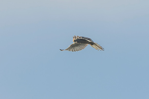 Kestrel