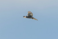 Kestrel