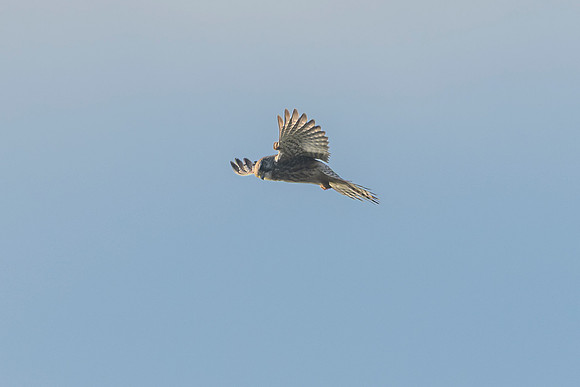 Kestrel
