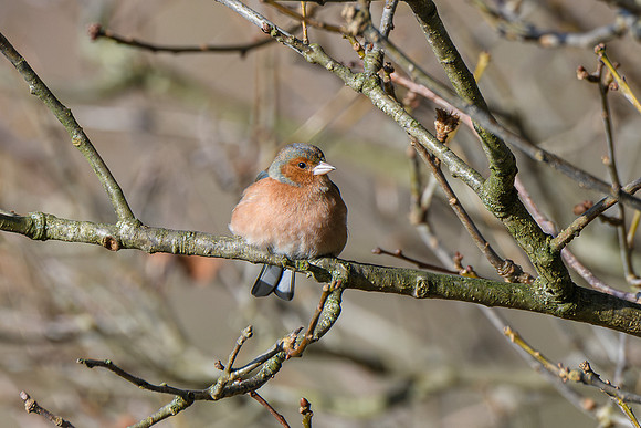 Chaffinch