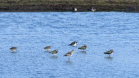 Lapwing + Godwit + Redshank