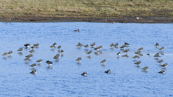Lapwing