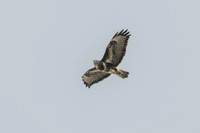 Buzzard