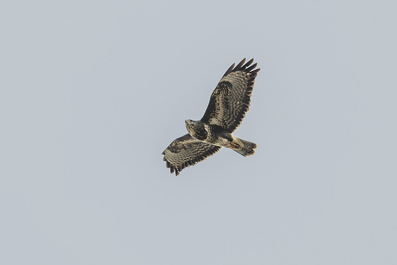 Buzzard
