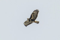 Buzzard