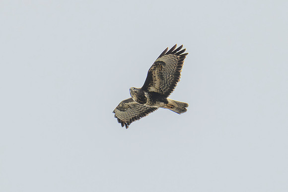 Buzzard