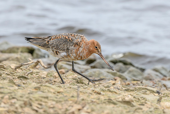 Black Tailed Godwit