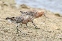 Black Tailed Godwit