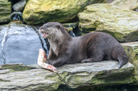 Asian short-clawed otter - Wildfowl of the World Collection