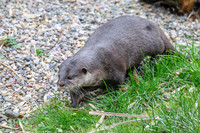 Asian short-clawed otter - Wildfowl of the World Collection