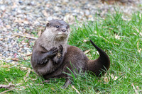 Asian short-clawed otter - Wildfowl of the World Collection