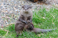 Asian short-clawed otter - Wildfowl of the World Collection
