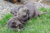 Asian short-clawed otter - Wildfowl of the World Collection