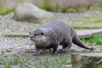 Asian short-clawed otter - Wildfowl of the World Collection
