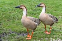 Swan Goose - Wildfowl of the World Collection