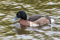 Baer's Pochard - Wildfowl of the World Collection