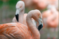 Chilean Flamingo - Wildfowl of the world collection