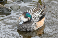 Chiloé Wigeon - Wildfowl of the World Collection