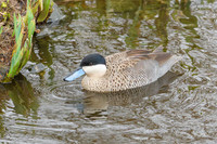 Puna Teal - Wildfowl of the World Collection