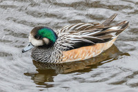 Chiloé Wigeon - Wildfowl of the World Collection