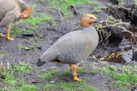 Ruddy Headed Goose - Wildfowl of the World Collection