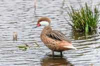 White-cheecked Pintail - Wildfowl of the World Collection