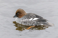 Common Goldeneye [F] - Wildfowl of the World Collection